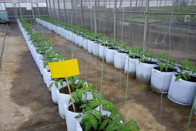 What are the advantages of planting bags for vegetables? There are many simple and convenient benefits, which is more convenient than soil planting and convenience