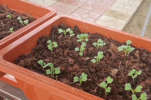 Gardening tips for planting vegetables in spring, one more step before sowing, even seed sowing and neat emergence.