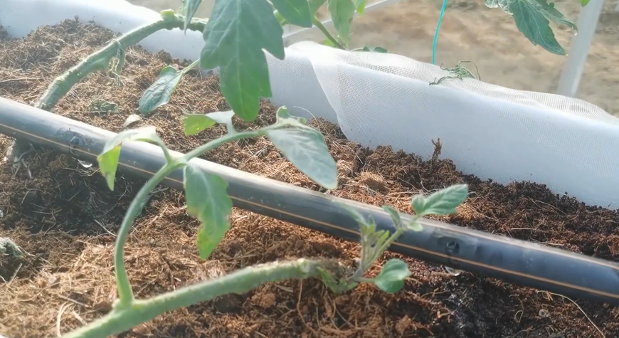 How to water the soilless cultivation of vegetables It is different from soil planting in gardening, and a small amount is the focus many times