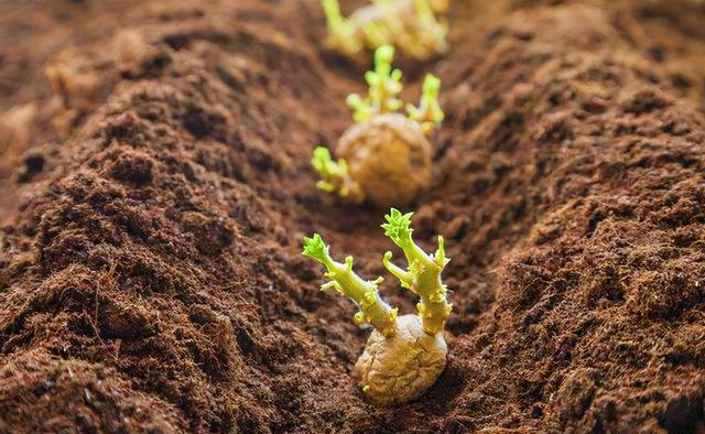 Potato planting method is so simple, just 4 steps, quickly collect for gardening