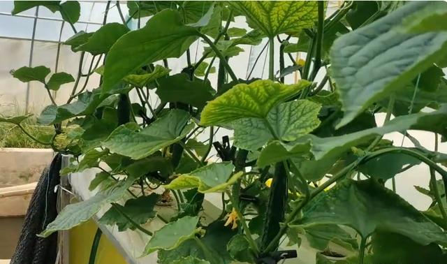 Hydroponic cucumber save labor and high yield, but it is difficult for farmers to grow successfully 3 things to do well in gardening