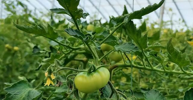 Hydroponic tomatoes in question: High-yield and delicious, learned, easier than soil cultivation