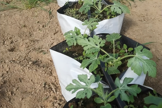 Cattle dung made into cultivation substrate, with a step before adding, good growth does not burn seedlings, very simple