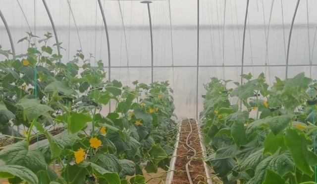 Do not want cucumber pests and diseases to become more and more serious, it is necessary to prevent after planting, pay attention to summer in gardening