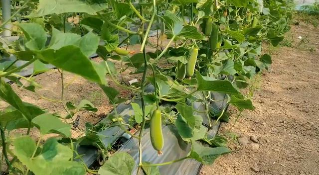 Planting melons and fruits in the planting growth bags, one detail is done correctly, reducing diseases and pests, and it is very easy