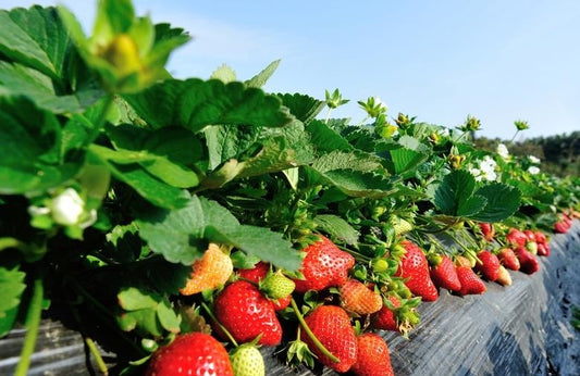 Strawberries planted in growth bags do not need soil, slow seedling, high yield, and the key is good management