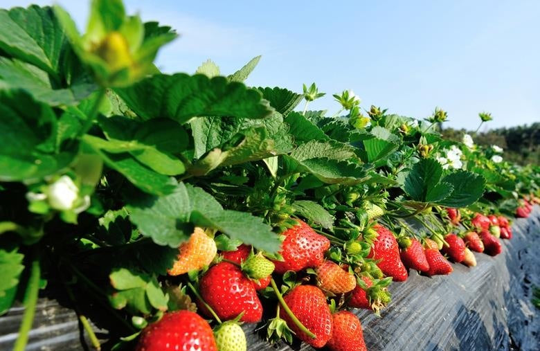 Strawberries planted in growth bags do not need soil, slow seedling, high yield, and the key is good management