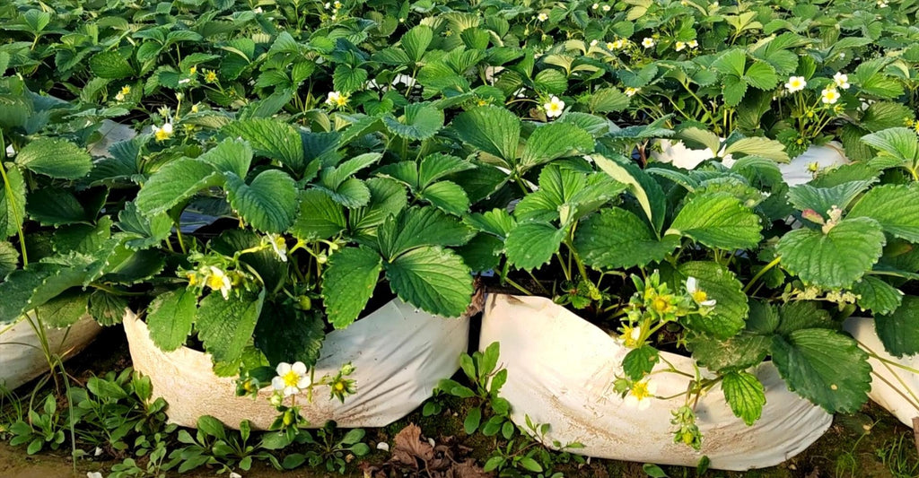 Growth bags are suitable for melon and fruit planting, which can be used continuously for many years, and has good effect of saving money.