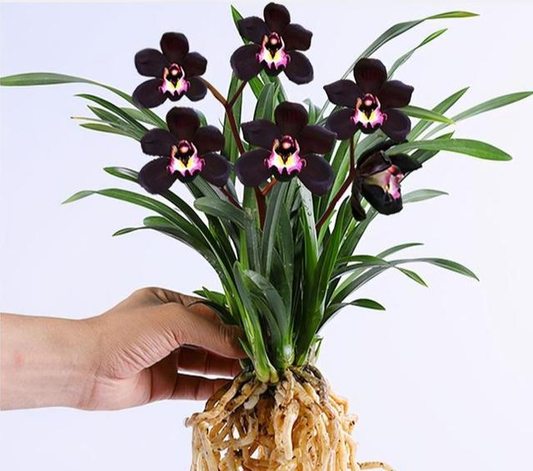 This "mysterious" orchid is elegant, stylish, high-grade, and can be maintained by novices