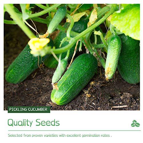 Delxo Pickling Cucumber Seeds for Planting Home Garden, 100+ Heirloom Straight 8 Cucumber Seeds,100% Non GMO &Organic Beit Alpha Cucumber Seeds Pickling. - delxousa