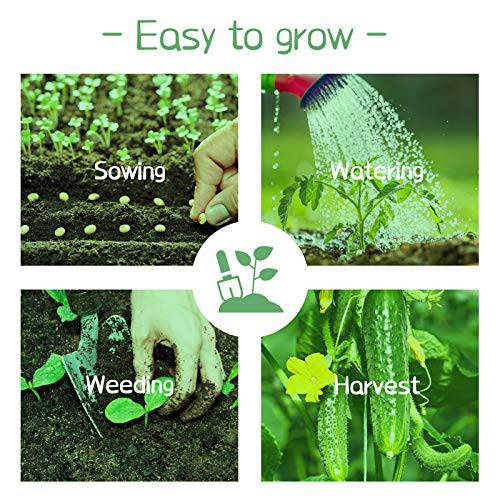Delxo Pickling Cucumber Seeds for Planting Home Garden, 100+ Heirloom Straight 8 Cucumber Seeds,100% Non GMO &Organic Beit Alpha Cucumber Seeds Pickling. - delxousa
